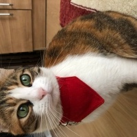 Tekir Kedi, Kedi  Bal fotoğrafı