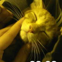 Tekir Kedi, Kedi  Portakal  fotoğrafı
