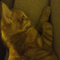 Tekir Kedi, Kedi  Portakal  fotoğrafı