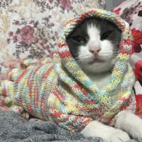 Tekir Kedi, Kedi  Portakal  fotoğrafı