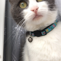 Tekir Kedi, Kedi  Portakal  fotoğrafı