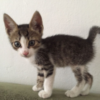 Tekir Kedi, Kedi  kopuk fotoğrafı