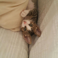 Tekir Kedi, Kedi  kopuk fotoğrafı