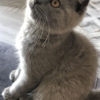 Scottish Fold, Kedi  Şeftali fotoğrafı