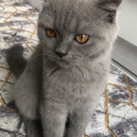 Scottish Fold, Kedi  Şeftali fotoğrafı