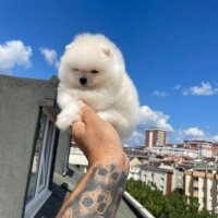 Pomeranyalı, Köpek  Pomeranian fotoğrafı