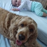 Amerikan Cocker Spaniel, Köpek  Mişa fotoğrafı