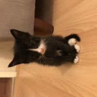 Tekir Kedi, Kedi  Yumurcaklar fotoğrafı