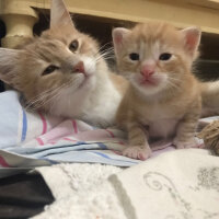 Chinchilla, Kedi  Zeus fotoğrafı