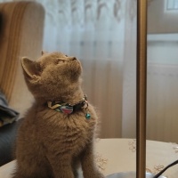 British Shorthair, Kedi  Odie fotoğrafı