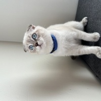 Scottish Fold, Kedi  BULUT fotoğrafı