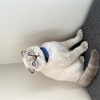 Scottish Fold, Kedi  BULUT fotoğrafı