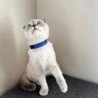 Scottish Fold, Kedi  BULUT fotoğrafı