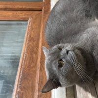 British Shorthair, Kedi  Mia fotoğrafı