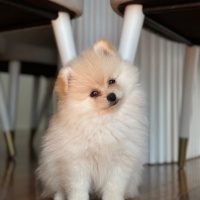 Pomeranyalı, Köpek  Miki fotoğrafı