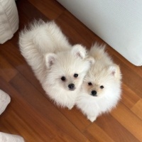 Pomeranyalı, Köpek  Miki fotoğrafı