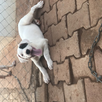 Dogo Arjantin, Köpek  Boyka fotoğrafı