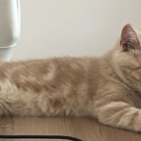 British Shorthair, Kedi  fındık fotoğrafı