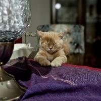 British Shorthair, Kedi  fındık fotoğrafı