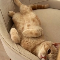 British Shorthair, Kedi  fındık fotoğrafı
