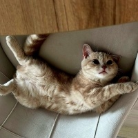 British Shorthair, Kedi  fındık fotoğrafı