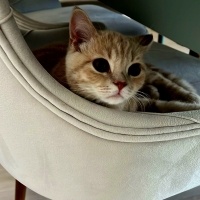 British Shorthair, Kedi  fındık fotoğrafı
