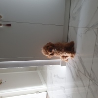 Poodle(Standart Kaniş), Köpek  moka fotoğrafı