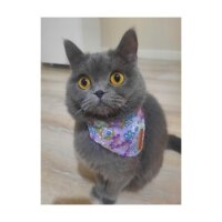 British Shorthair, Kedi  Mia fotoğrafı