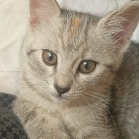 Tekir Kedi, Kedi  Tekir fotoğrafı
