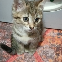 Tekir Kedi, Kedi  Tekir fotoğrafı