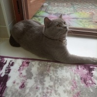 British Shorthair, Kedi  Duman fotoğrafı