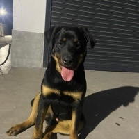 Rottweiler, Köpek  Pablo fotoğrafı