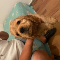 Amerikan Cocker Spaniel, Köpek  Dody fotoğrafı