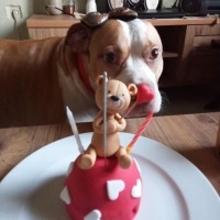 Amerikan Pitbull Terrier, Köpek  SULTAN fotoğrafı