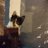 Tekir Kedi, Kedi  Tekir fotoğrafı