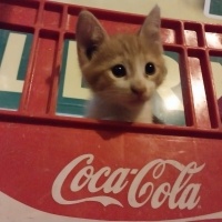 Tekir Kedi, Kedi  Tekir fotoğrafı
