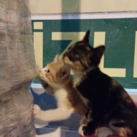 Tekir Kedi, Kedi  Tekir fotoğrafı