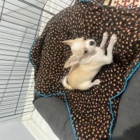 Chihuahua, Köpek  Chihuahua fotoğrafı