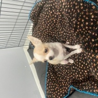 Chihuahua, Köpek  Chihuahua fotoğrafı