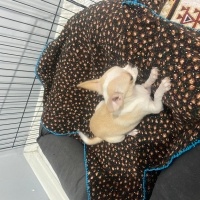 Chihuahua, Köpek  Chihuahua fotoğrafı