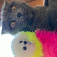 Scottish Fold, Kedi  Mayk vazoski fotoğrafı