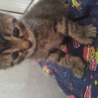 Tekir Kedi, Kedi  Boncuk fotoğrafı
