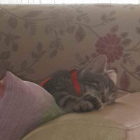 Tekir Kedi, Kedi  Boncuk fotoğrafı