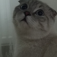 Scottish Fold, Kedi  Bulut fotoğrafı
