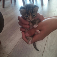 Abyssinian, Kedi  pelinsu fotoğrafı
