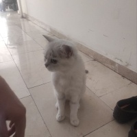 British Shorthair, Kedi  pamuk fotoğrafı