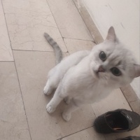 British Shorthair, Kedi  pamuk fotoğrafı