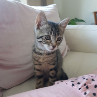 Tekir Kedi, Kedi  MAVİ fotoğrafı