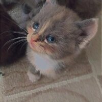 Scottish Fold, Kedi  Scottish Fold Yavruları fotoğrafı