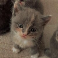 Scottish Fold, Kedi  Scottish Fold Yavruları fotoğrafı